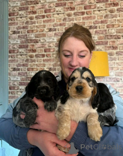 Photo №2 de l'annonce № 139065 de la vente cocker spaniel anglais - acheter à Allemagne annonce privée, éleveur