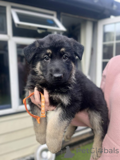 Photo №1. berger allemand - à vendre en ville de Arpela | négocié | Annonce №166031