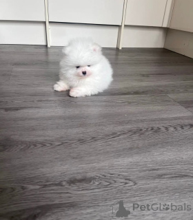 Photo №3. Chiots Poméranie de haute qualité. La finlande
