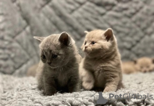 Photo №1. british shorthair - à vendre en ville de Амстердам | Gratuit | Annonce № 127198