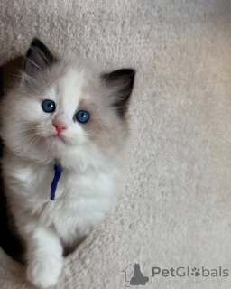 Photo №1. ragdoll - à vendre en ville de Brienz | négocié | Annonce № 156530