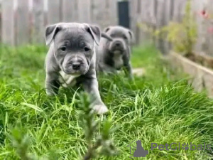 Photo №1. staffordshire bull terrier - à vendre en ville de London Borough of Hammersmith and Fulham | 430€ | Annonce №13493