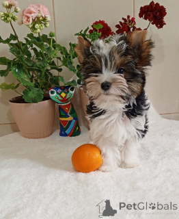 Photo №4. Je vais vendre biewer yorkshire terrier en ville de Балыкесир. éleveur - prix - 531€
