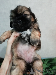 Photo №4. Je vais vendre lhassa apso, shih tzu en ville de Tallinn. annonce privée, de la fourrière, éleveur - prix - 600€