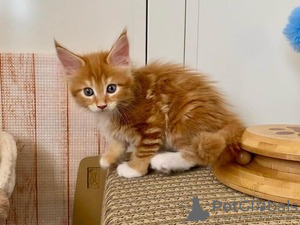 Photo №2 de l'annonce № 123650 de la vente maine coon - acheter à Allemagne annonce privée