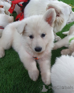 Photo №2 de l'annonce № 158041 de la vente  - acheter à Allemagne annonce privée