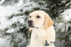 Photo №4. Je vais vendre labrador retriever en ville de Москва. de la fourrière - prix - 379€