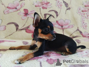 Photo №2 de l'annonce № 42613 de la vente petit chien russe - acheter à Ouzbekistan annonce privée