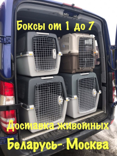Photo №1. Services de livraison et de transportation des chats et des chiens en ville de Minsk. Annonce № 1188