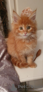 Photo №1. maine coon - à vendre en ville de Амстердам | 400€ | Annonce № 75880