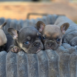 Photo №4. Je vais vendre bouledogue en ville de Strasbourg. éleveur - prix - négocié