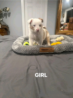 Photo №2 de l'annonce № 137778 de la vente berger australien - acheter à Allemagne éleveur