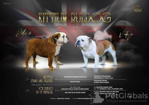 Photos supplémentaires: Bulldog anglais