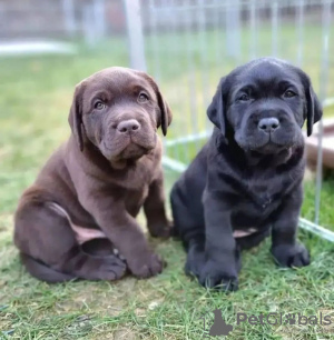 Photo №3. Chiots labrador retriever. Allemagne