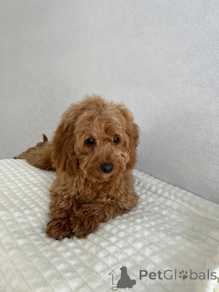 Photo №3. Fille Cockapoo. Pays Bas