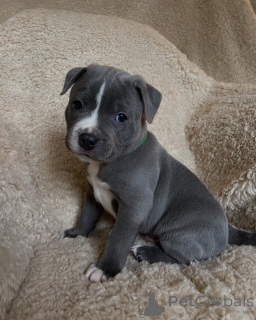 Photo №1. staffordshire bull terrier - à vendre en ville de Bordeaux | négocié | Annonce №178141