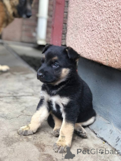 Photo №1.  - à vendre en ville de Alice Springs | 775€ | Annonce №161048