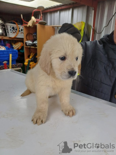 Photo №1. golden retriever - à vendre en ville de Munich | 200€ | Annonce №123439