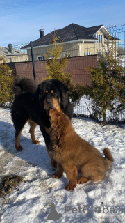 Photos supplémentaires: Chiots dogue tibétain