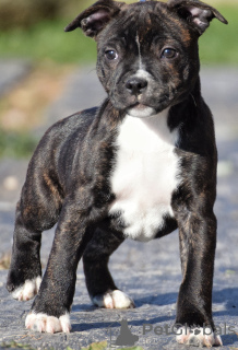 Photo №2 de l'annonce № 32249 de la vente  - acheter à France éleveur