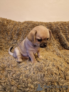 Photo №4. Je vais vendre chihuahua en ville de Göttingen. annonce privée - prix - 531€