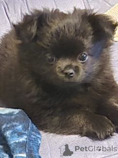 Photo №1. chihuahua - à vendre en ville de Bregenz | 600€ | Annonce №147720