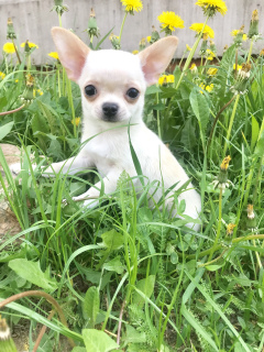 Photo №3. Mini Chihuahua. Biélorussie