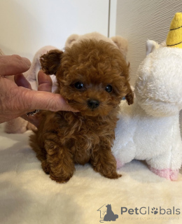 Photo №1. caniche (jouet) - à vendre en ville de Berlin | négocié | Annonce №155516