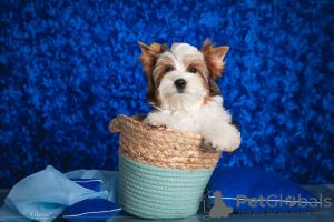 Photo №1. biewer yorkshire terrier - à vendre en ville de Kropivnitsky | 568€ | Annonce №67917