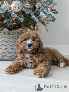 Photo №1. labradoodle - à vendre en ville de Berga | 533€ | Annonce №159406