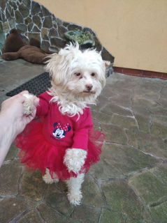 Photo №3. Je vais vendre des chiens. Ukraine