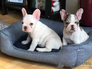 Photo №1. bouledogue - à vendre en ville de Paris | négocié | Annonce №76021