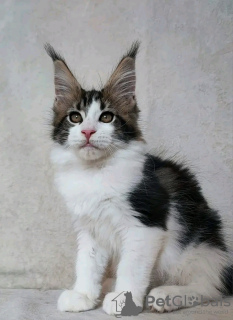 Photo №1. maine coon - à vendre en ville de Квакертаун | 379€ | Annonce № 118133