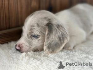 Photo №4. Je vais vendre teckel en ville de Ohio. éleveur - prix - négocié