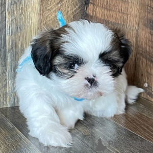 Photo №3. Chien Shih Tzu à vendre.. Fédération de Russie