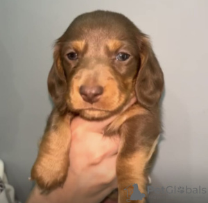 Photo №3. Miniaturdackel Bereit für den Valentinstag. Allemagne