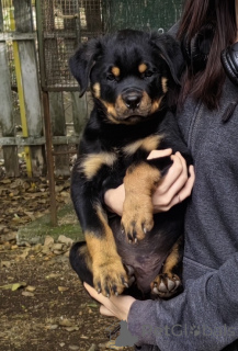 Photo №1. rottweiler - à vendre en ville de Jagodina | négocié | Annonce №146094