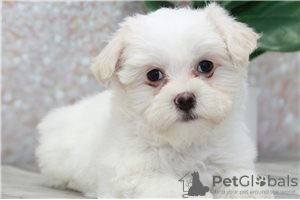 Photo №4. Je vais vendre bichon maltais en ville de Berlin.  - prix - négocié