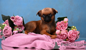 Photo №2 de l'annonce № 164174 de la vente petit brabançon - acheter à Fédération de Russie annonce privée