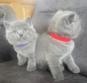 Photo №1. british shorthair - à vendre en ville de Düsseldorf | 350€ | Annonce № 108586