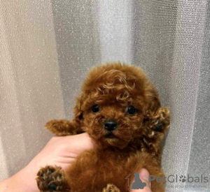 Photo №3. Caniche Toy, chiots disponibles. Serbie