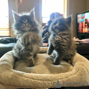 Photo №1. maine coon - à vendre en ville de Arlington | 804€ | Annonce № 127420