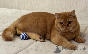 Photo №1. british shorthair - à vendre en ville de Amsterdam | négocié | Annonce № 165881