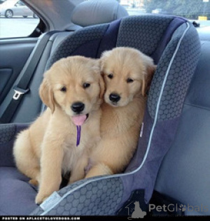 Photo №2 de l'annonce № 168826 de la vente golden retriever - acheter à Malte éleveur