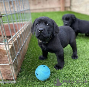 Photo №4. Je vais vendre labrador retriever en ville de Deinze.  - prix - 400€