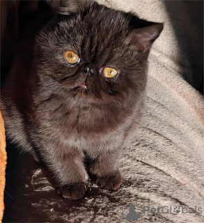 Photo №1. exotic shorthair - à vendre en ville de Odensa | 350€ | Annonce № 151618