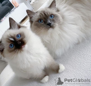 Photo №1. ragdoll - à vendre en ville de Калифорния Сити | négocié | Annonce № 116820