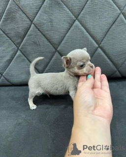 Photo №2 de l'annonce № 53078 de la vente chien-loup de saarloos - acheter à Arménie annonce privée