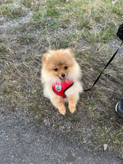 Photo №1. spitz nain - à vendre en ville de Helsinki-Uusimaa | 2200€ | Annonce №139687