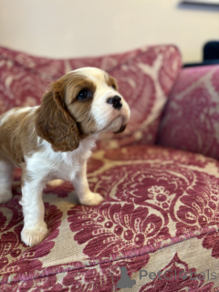 Photo №2 de l'annonce № 139946 de la vente chien bâtard - acheter à USA annonce privée